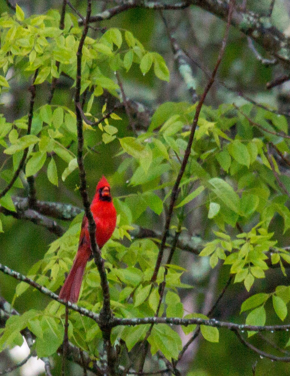 Northern Cardinal - ML58075021