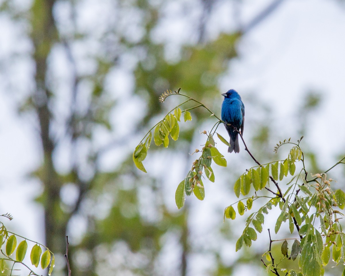 Indigo Bunting - ML58075101