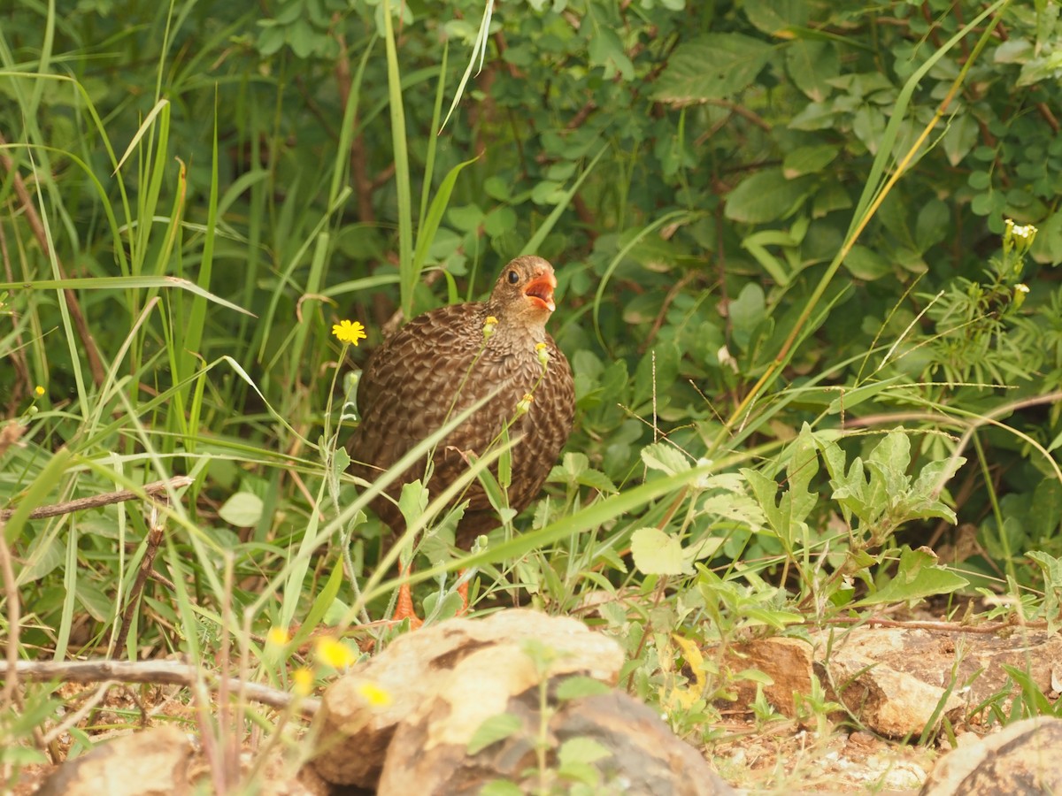 Scaly Spurfowl - ML580751221