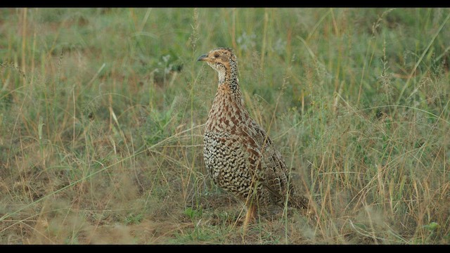 Shelley's Francolin - ML580751581