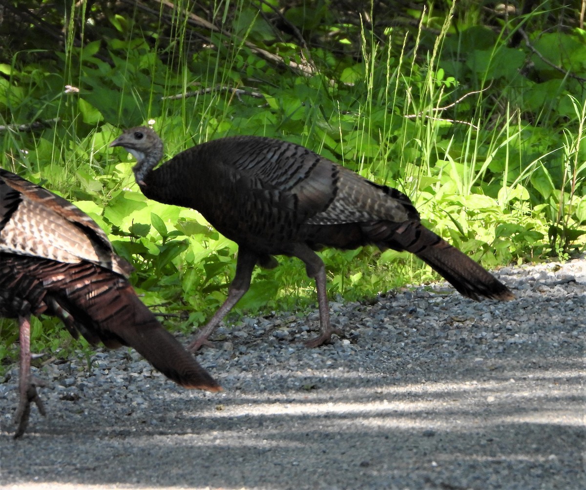 Wild Turkey - ML580751991