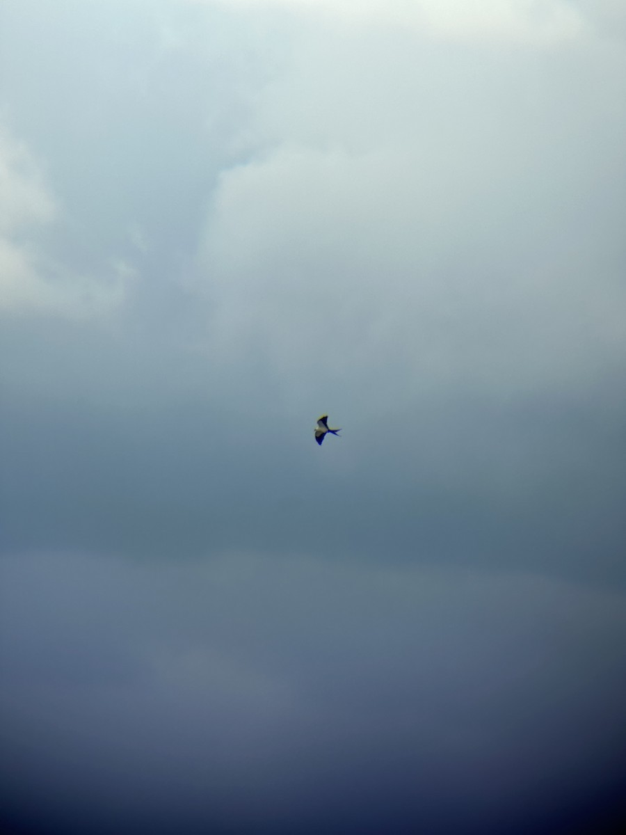 Swallow-tailed Kite - Timothy Naisbett