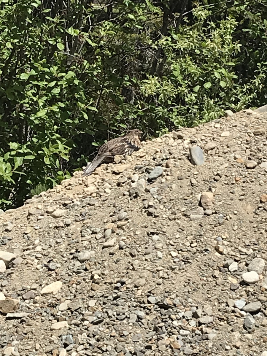 Ruffed Grouse - ML580753751