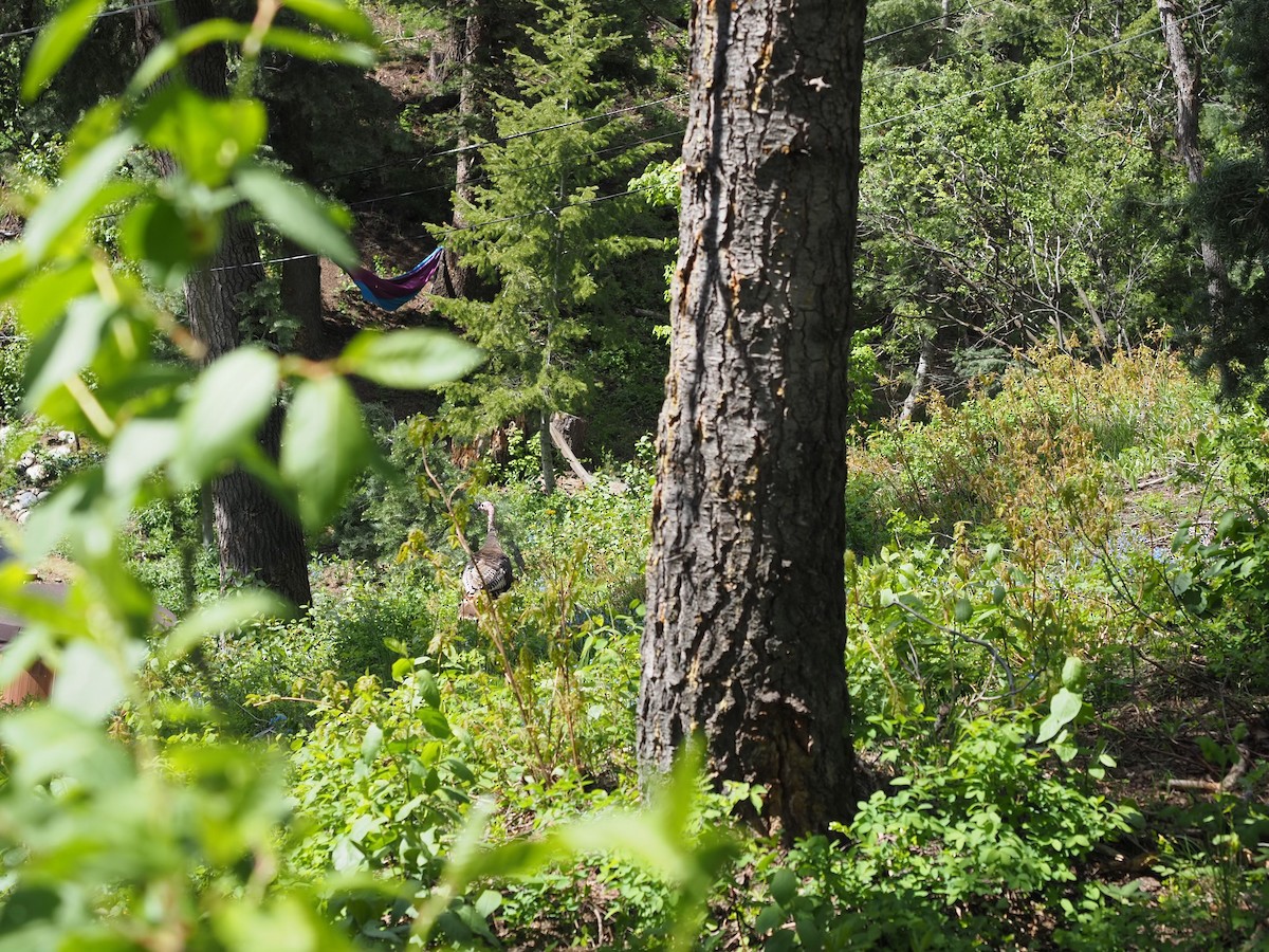 Wild Turkey - Rhea Cone