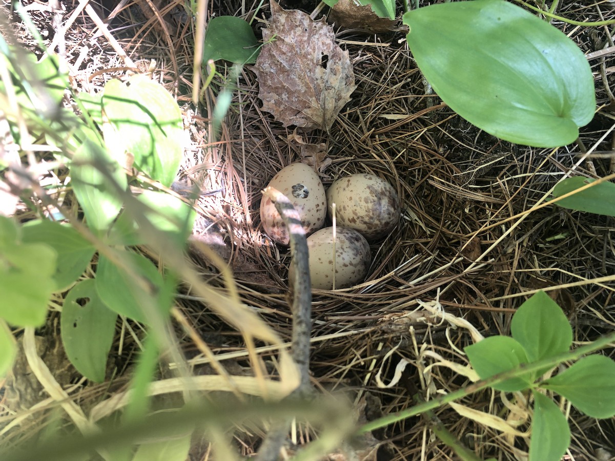American Woodcock - ML580754521