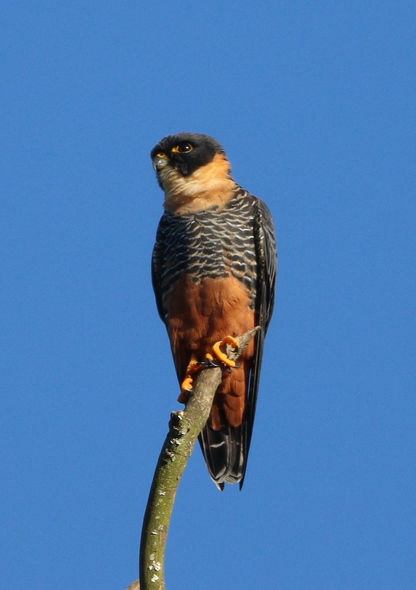 Bat Falcon - ML580755031