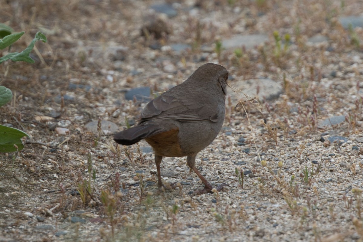 California Towhee - ML580755531