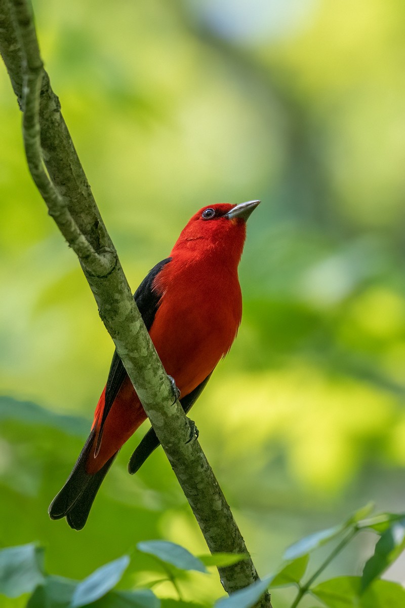 Scarlet Tanager - ML580755861