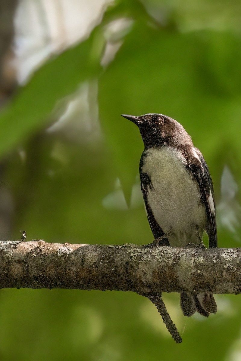 Black-throated Blue Warbler - ML580756041