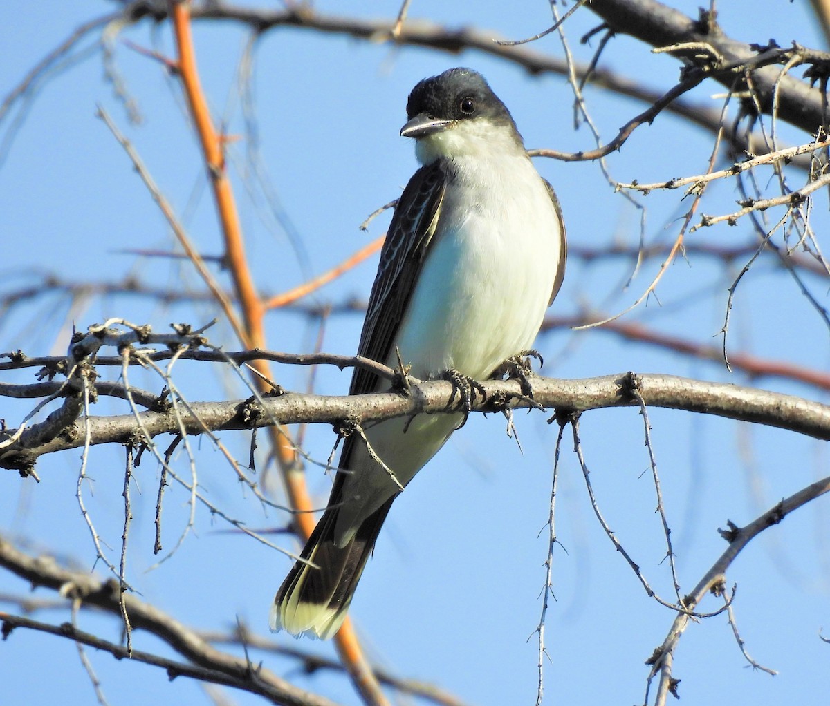 Eastern Kingbird - ML580756081