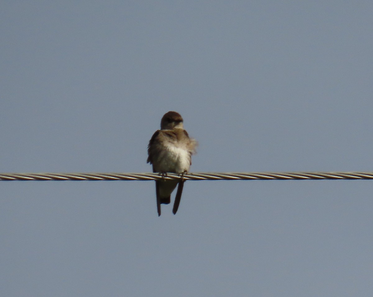 Northern Rough-winged Swallow - Natalie Tanner