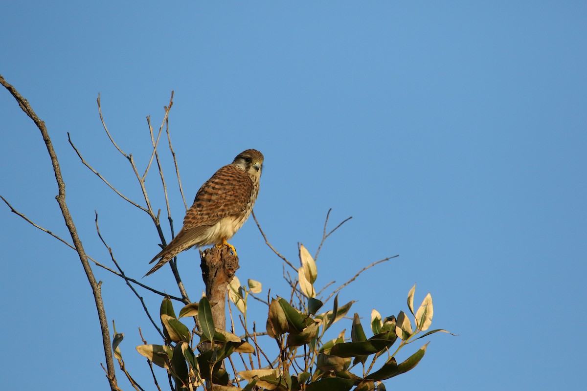 Eurasian Kestrel - ML580758071