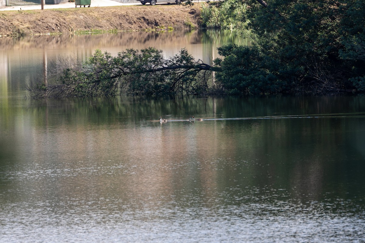 Great Crested Grebe - Mário Trindade