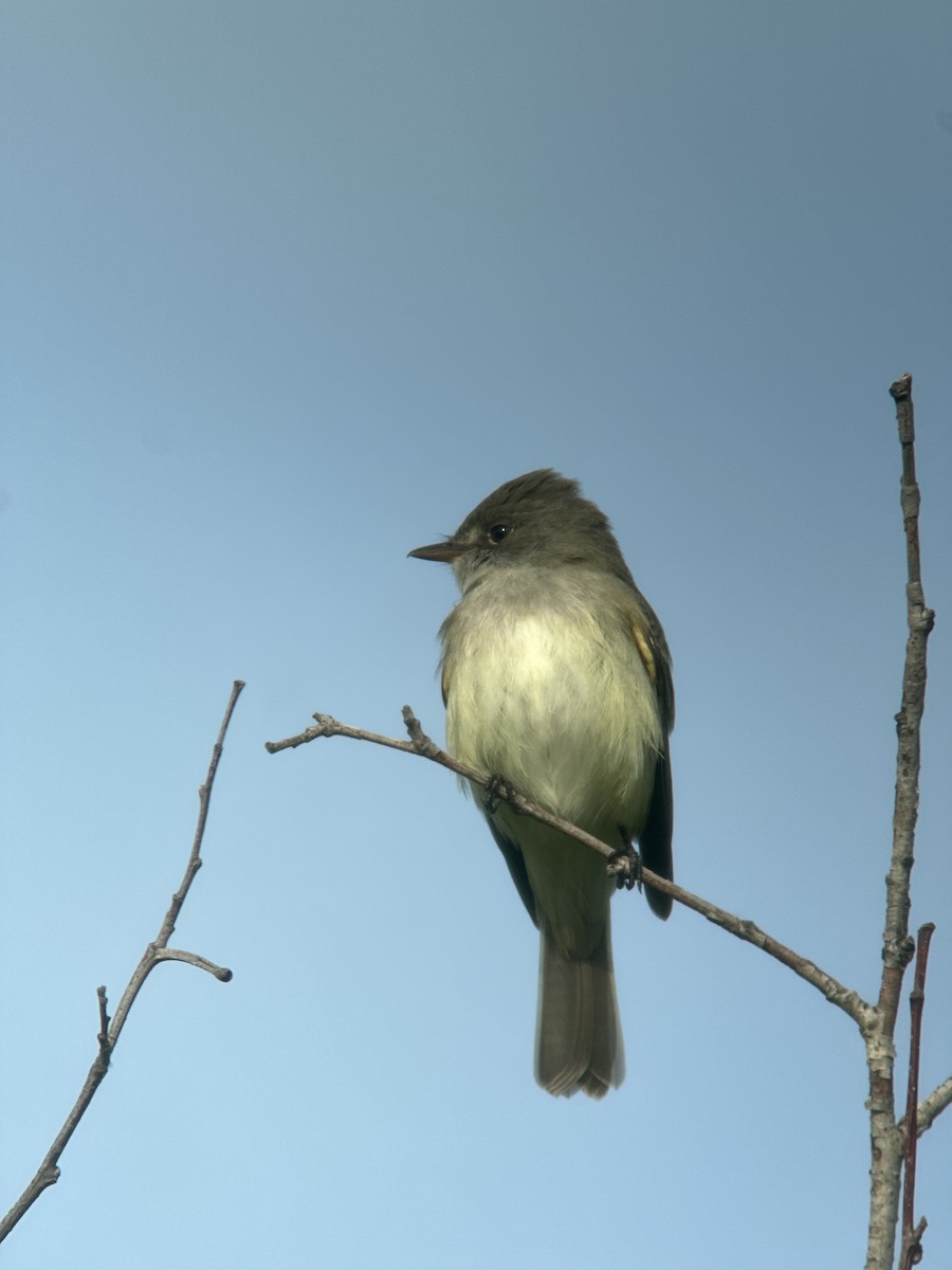 Willow Flycatcher - ML580760391