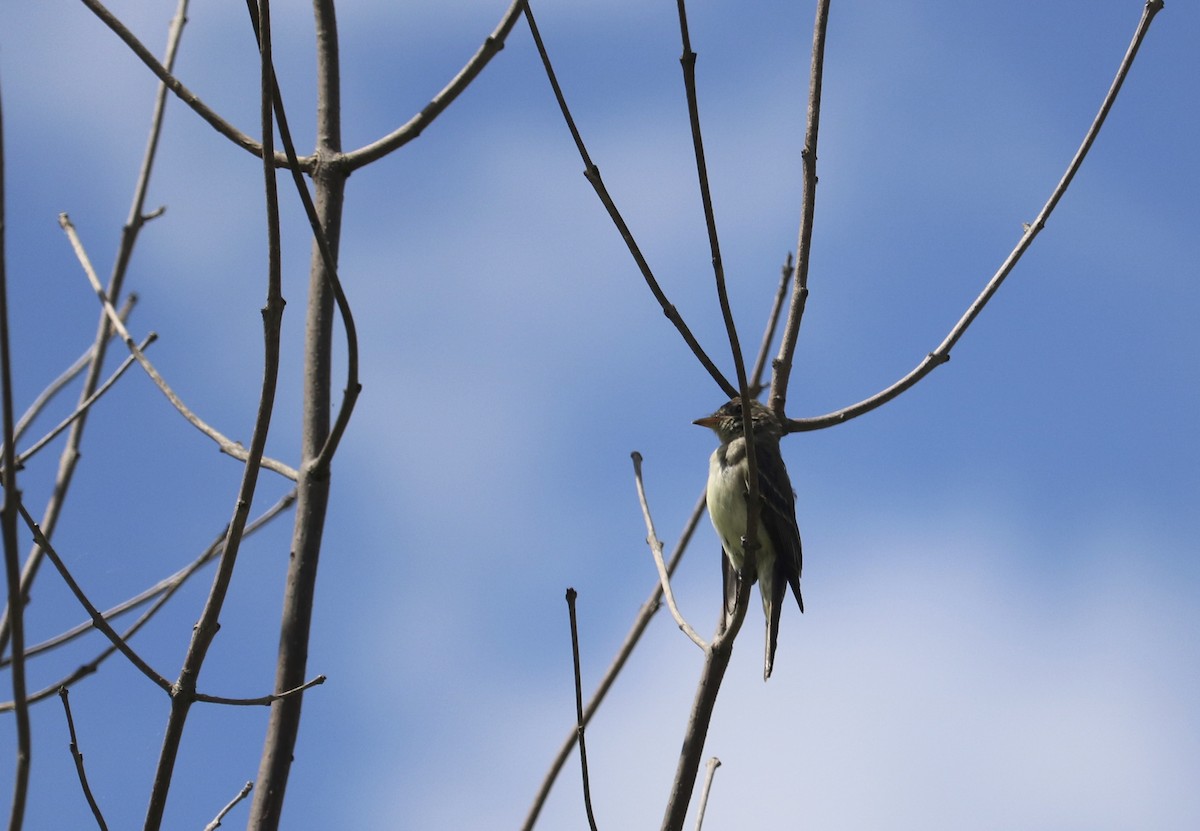 Eastern Wood-Pewee - Judy Walker