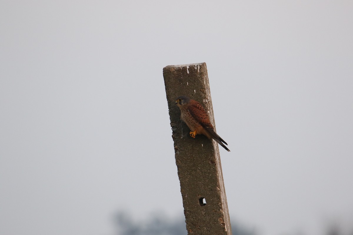 Eurasian Kestrel - ML580762341