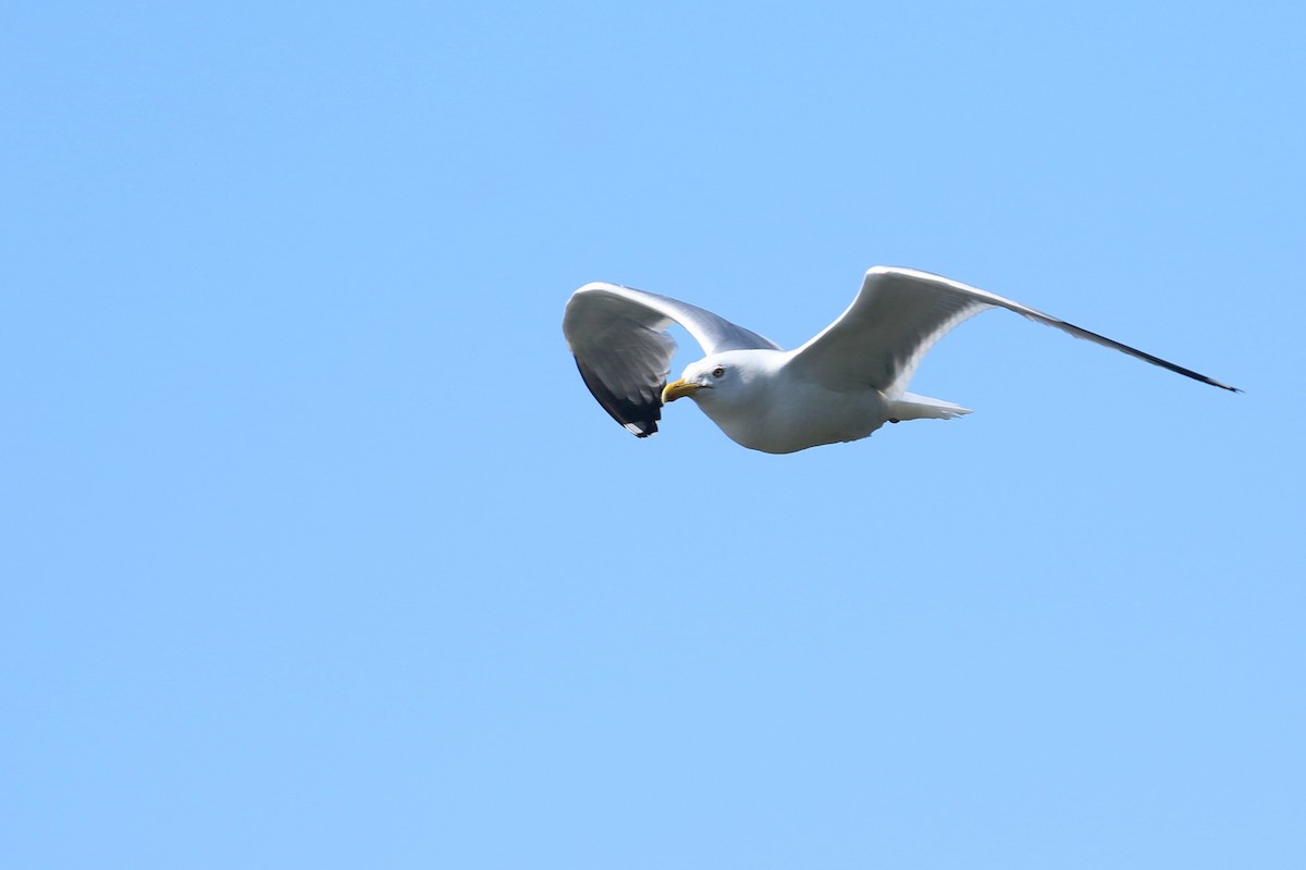 Herring Gull - ML580763081