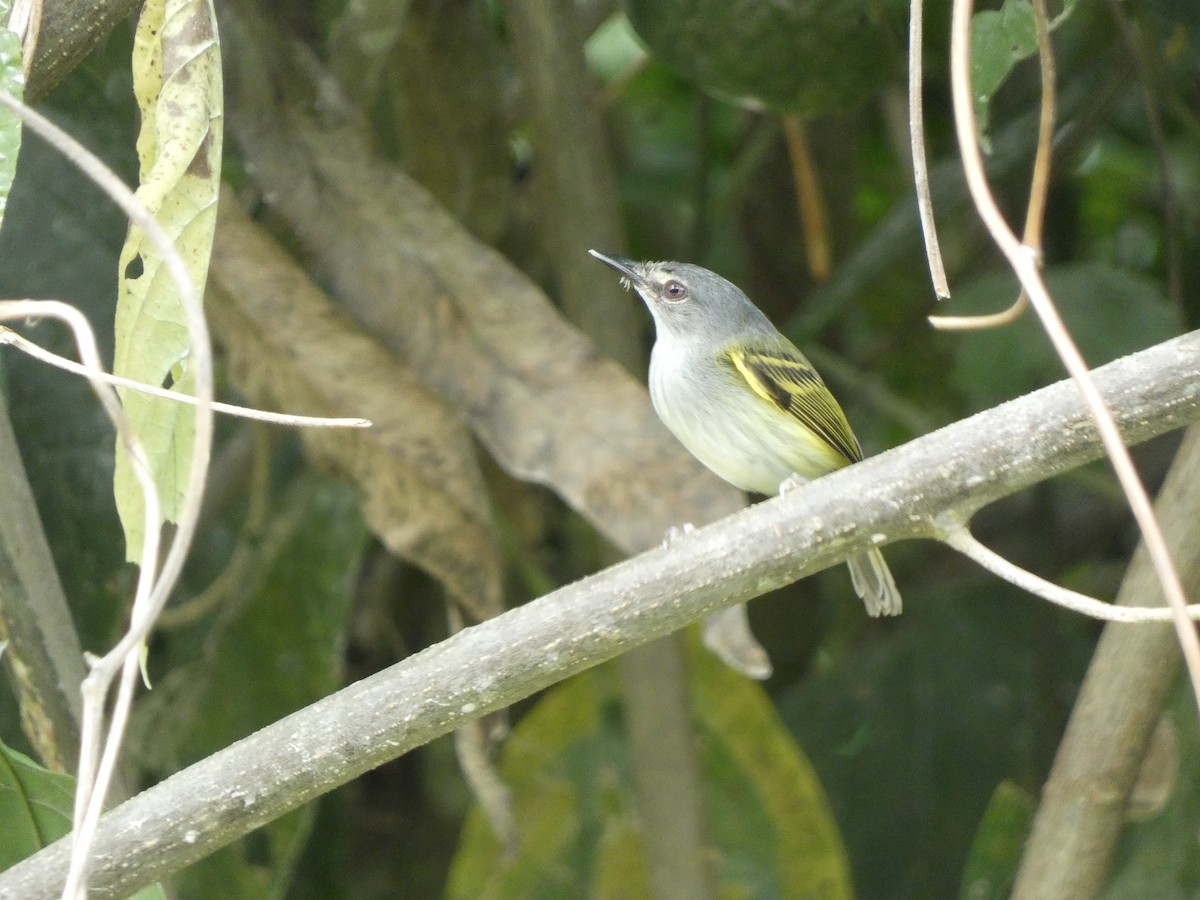 Slate-headed Tody-Flycatcher - ML580763231