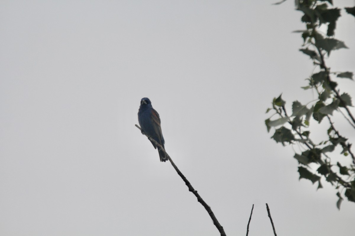 Blue Grosbeak - ML580763571