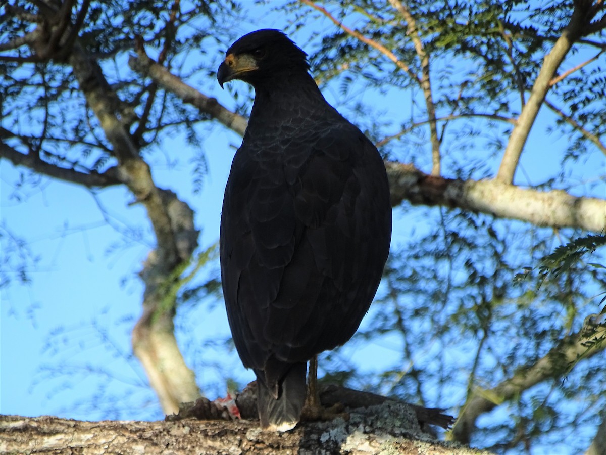 Great Black Hawk - ML580764211