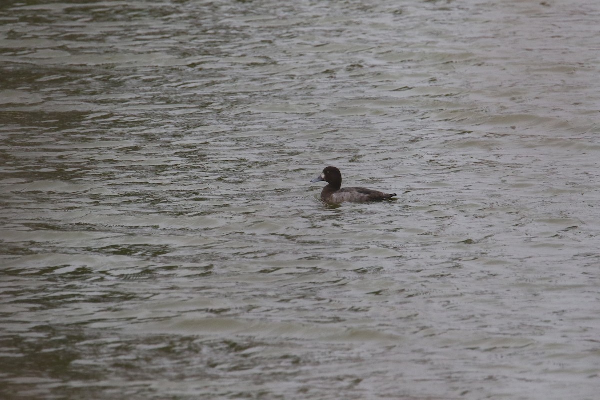 Greater Scaup - ML580765361