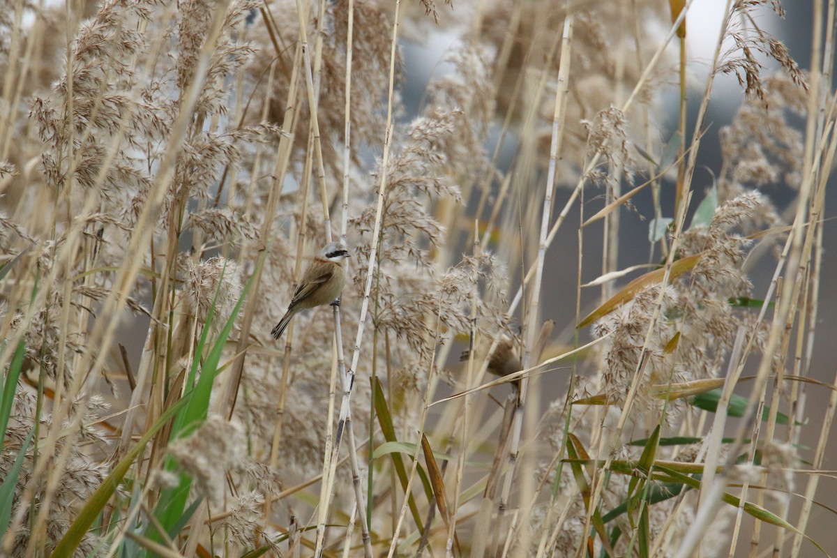 Chinese Penduline-Tit - ML580765781