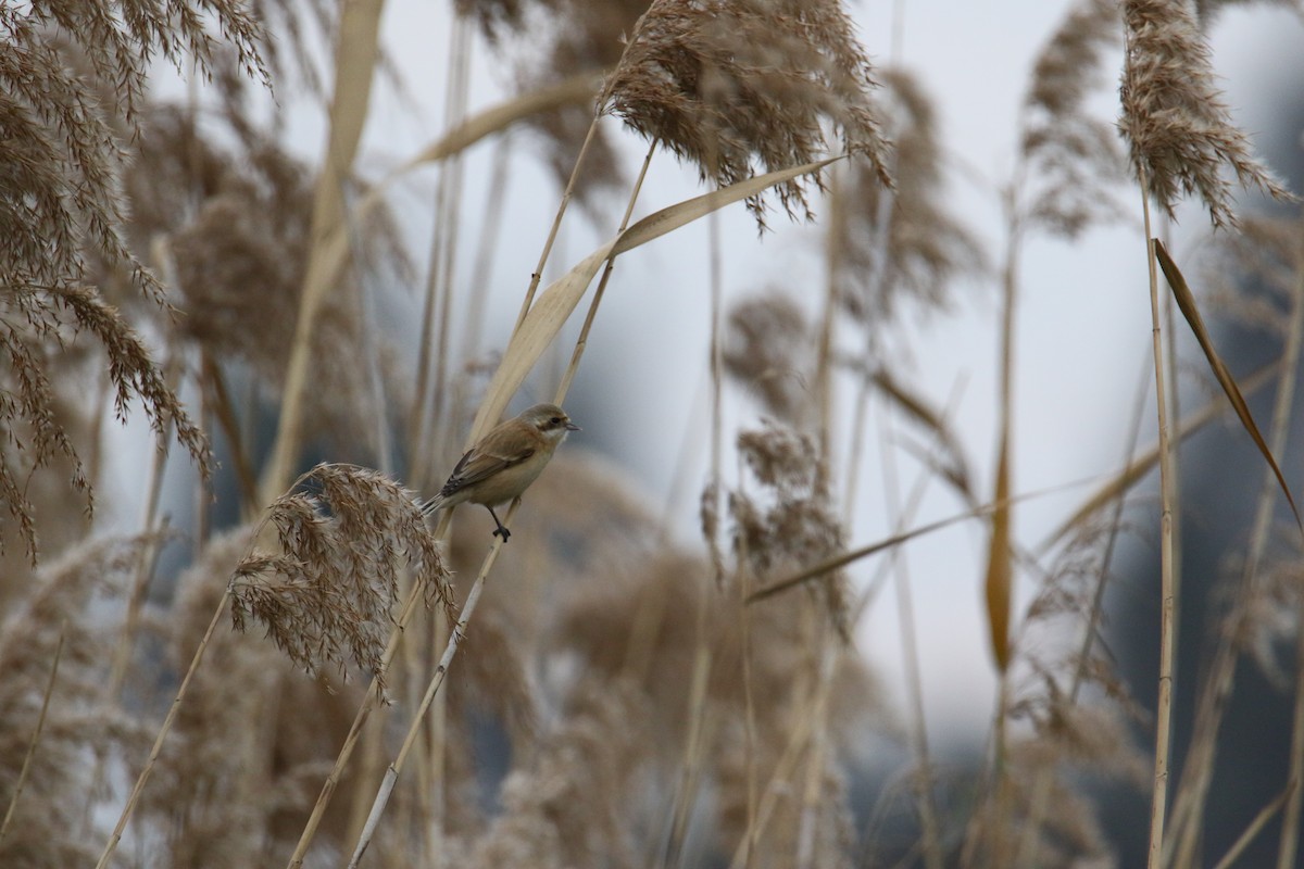 Chinese Penduline-Tit - ML580765821