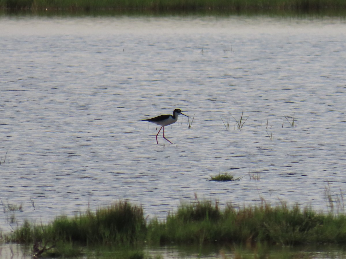 Black-necked Stilt - ML580766001