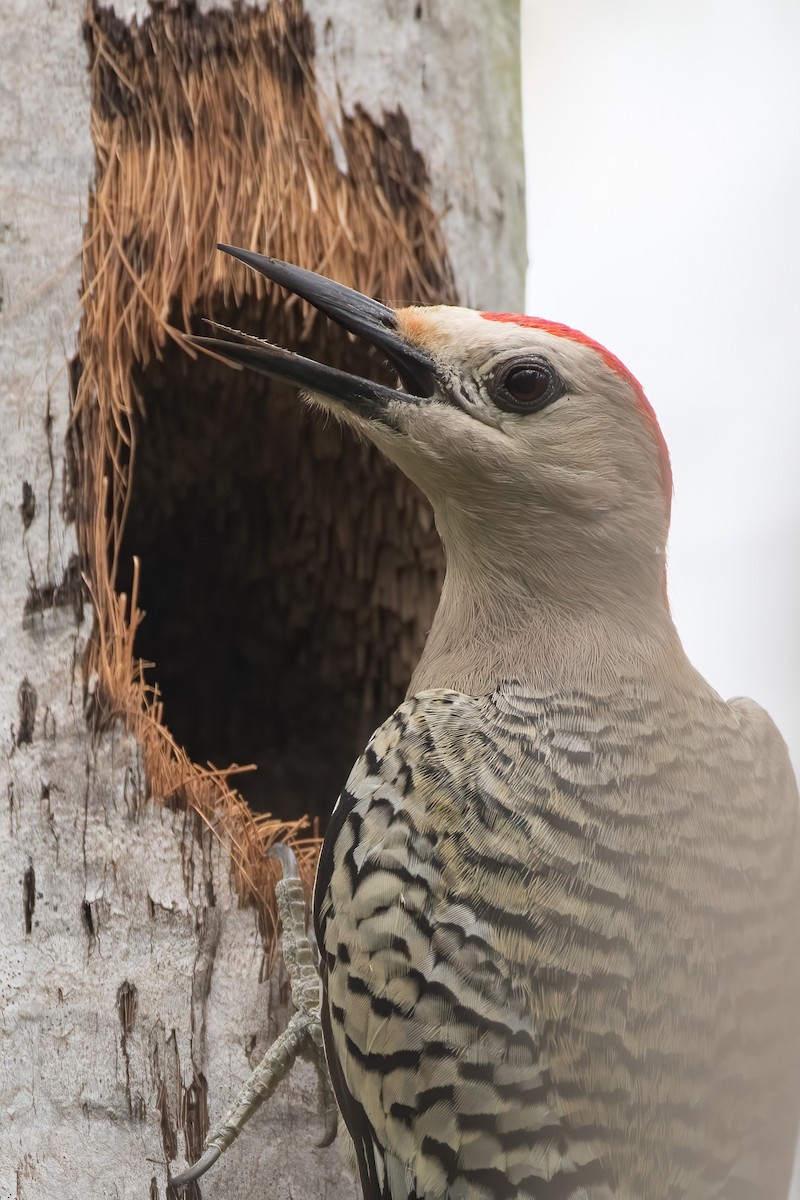 West Indian Woodpecker - ML580766041