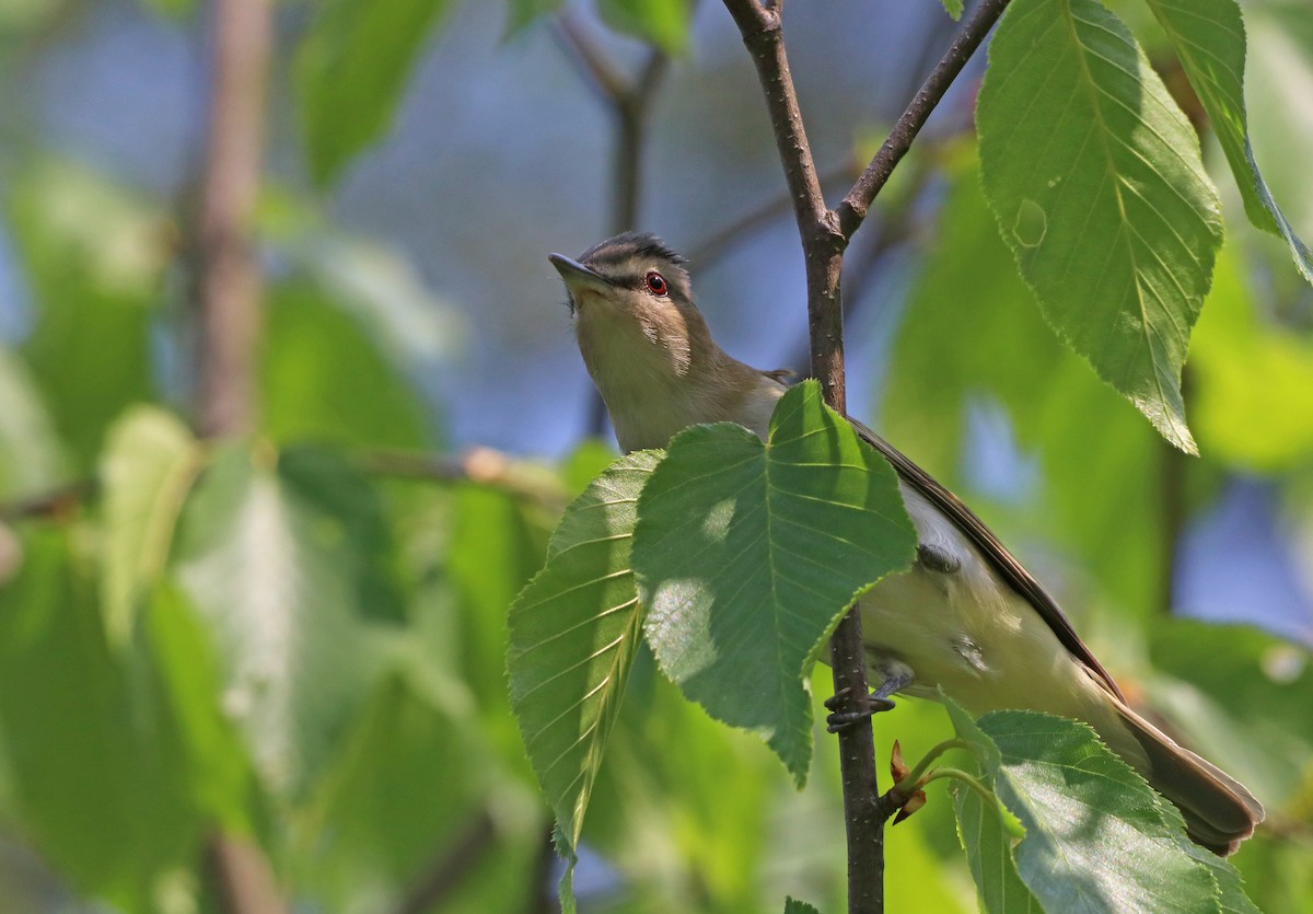 Red-eyed Vireo - Mark Nale