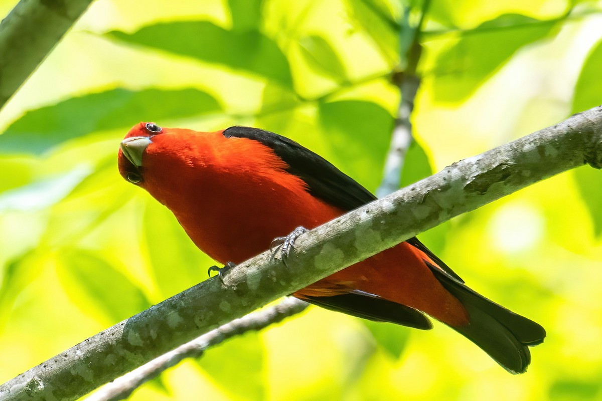 Scarlet Tanager - ML580767091
