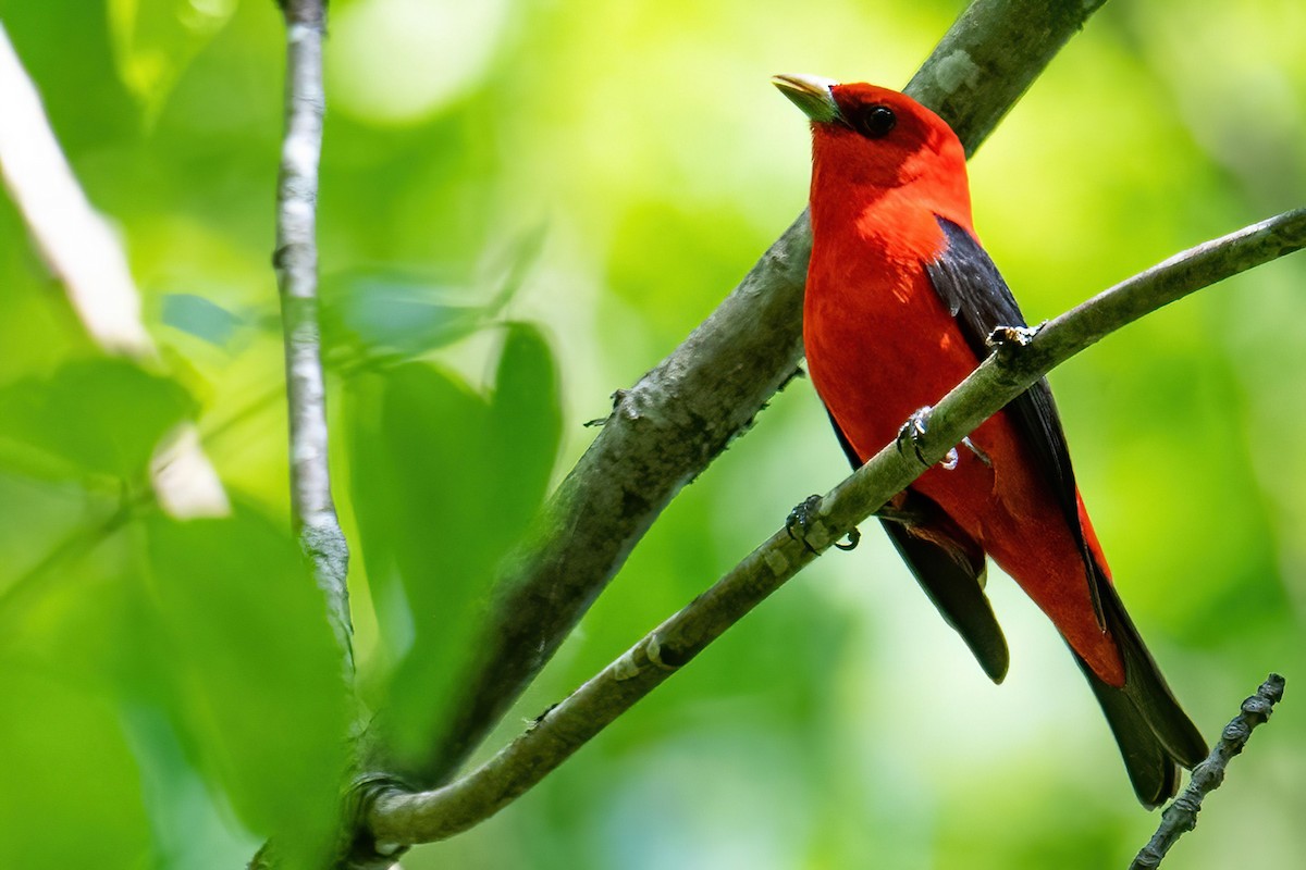Scarlet Tanager - ML580767101