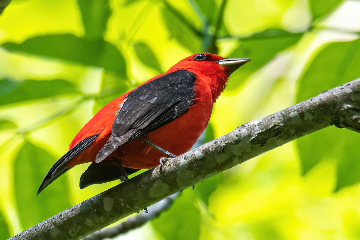 Scarlet Tanager - ML580767111