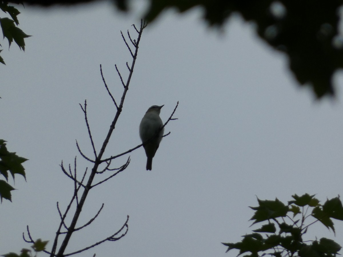 Red-eyed Vireo - ML580767361