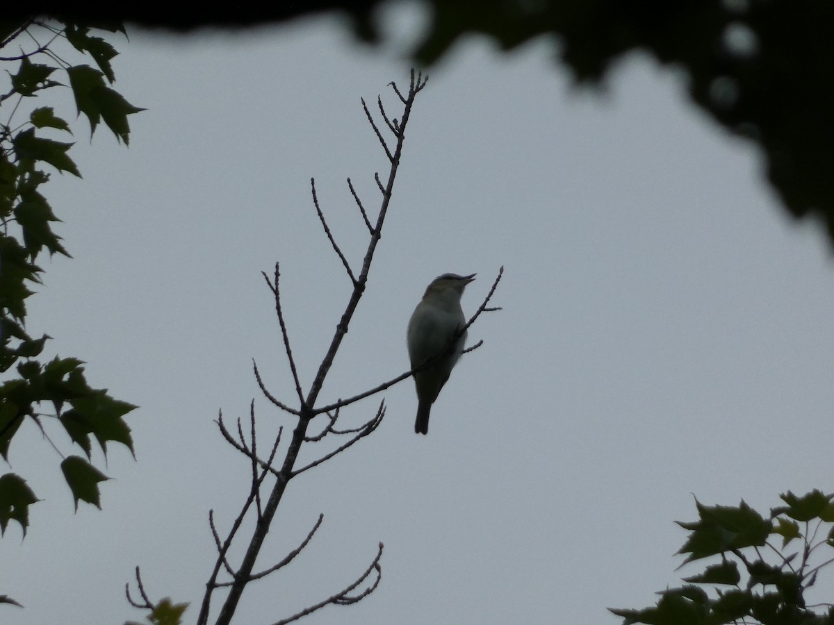 Red-eyed Vireo - ML580767371