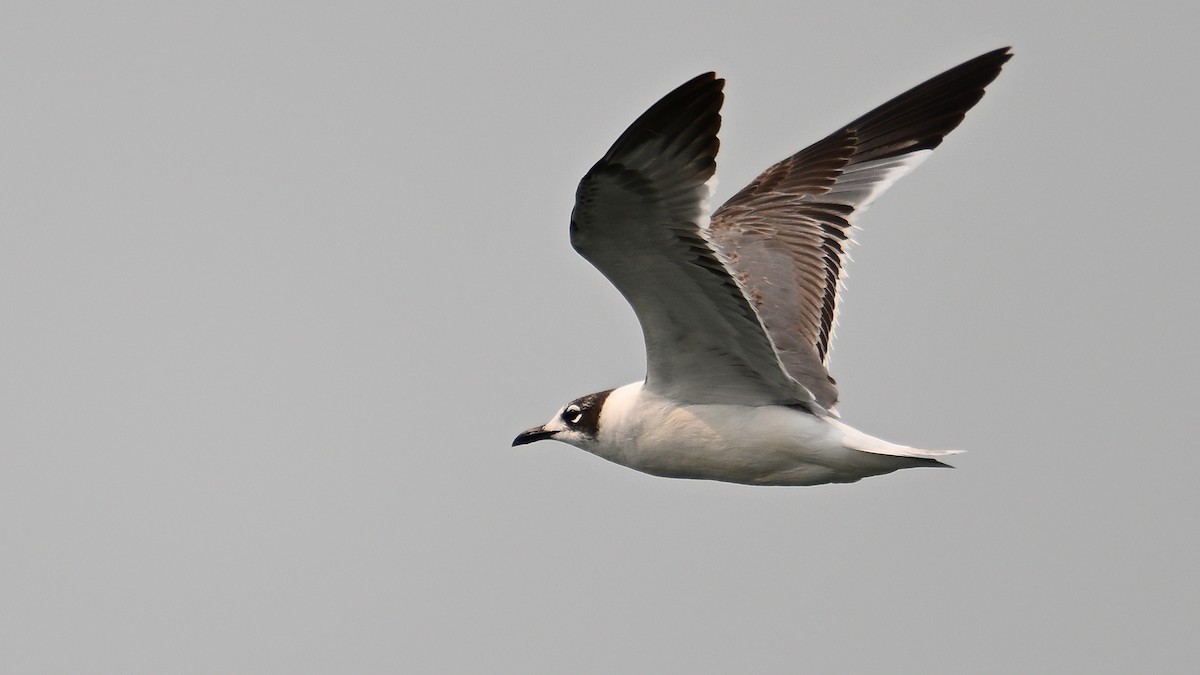 Franklin's Gull - Dinu Bandyopadhyay