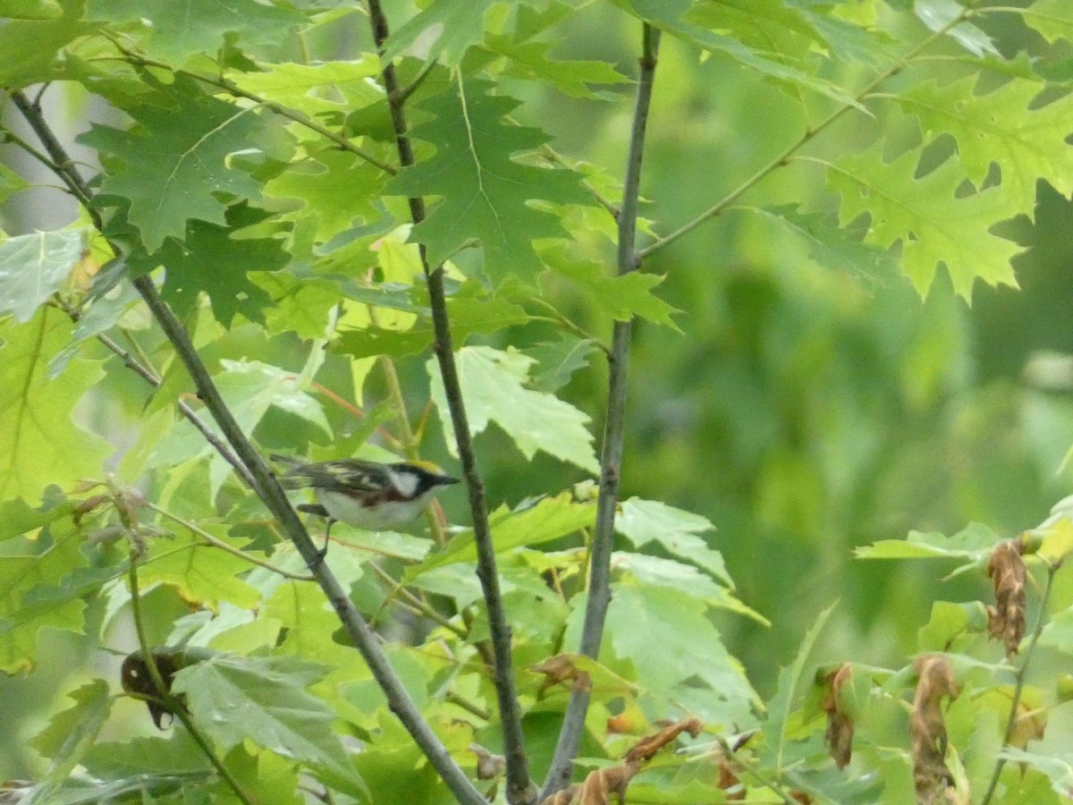 Chestnut-sided Warbler - ML580768351