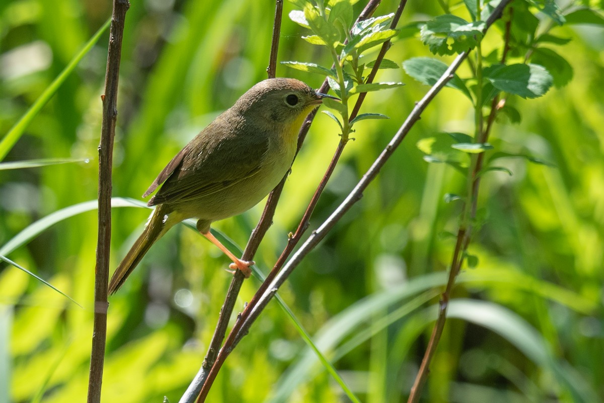 Common Yellowthroat - Andre Savary