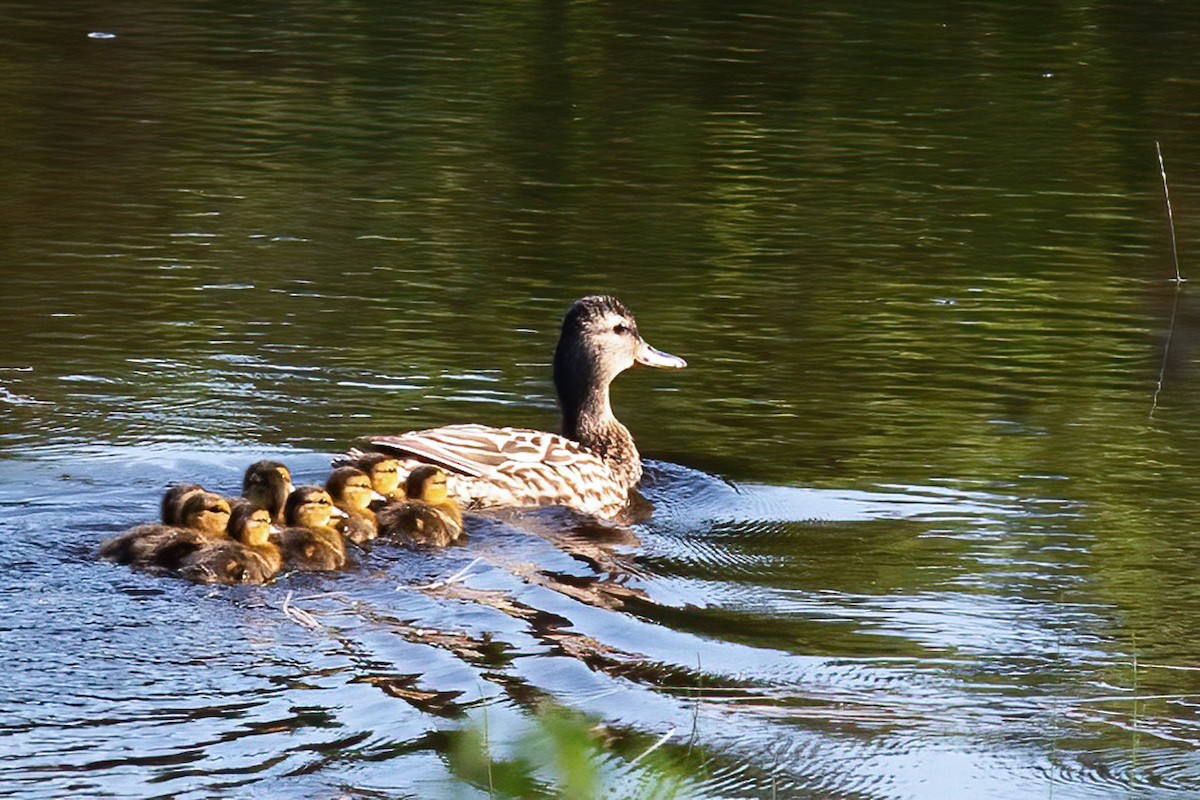 Canard colvert - ML580768851