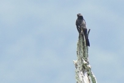 rødsidetovi - ML580769761