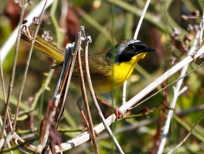 Paruline masquée - ML580770061