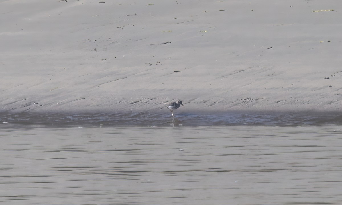 Spotted Sandpiper - ML580772401