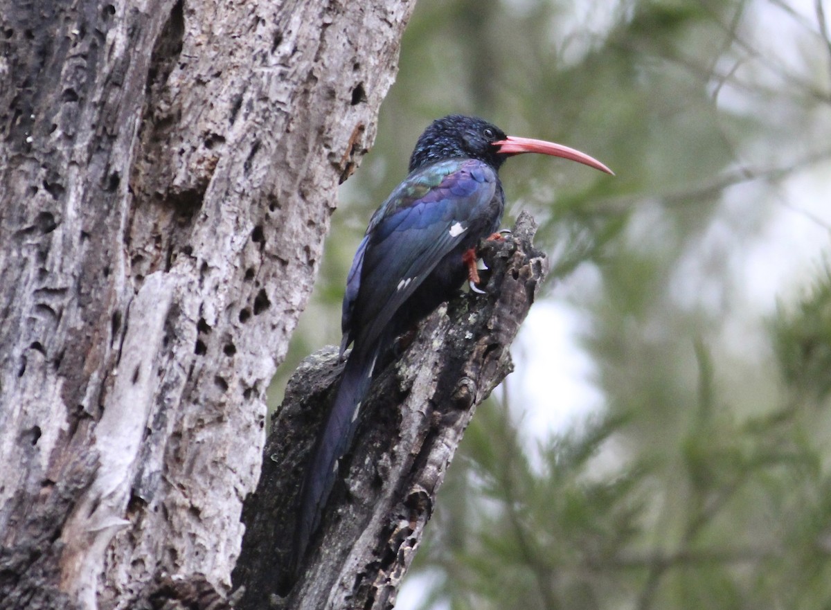 Green Woodhoopoe - ML580772671