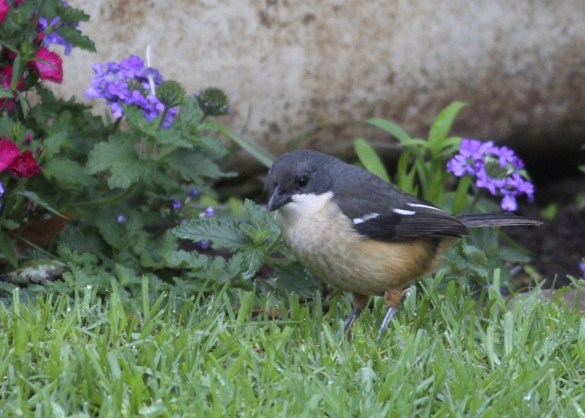 Southern Boubou - ML580772901