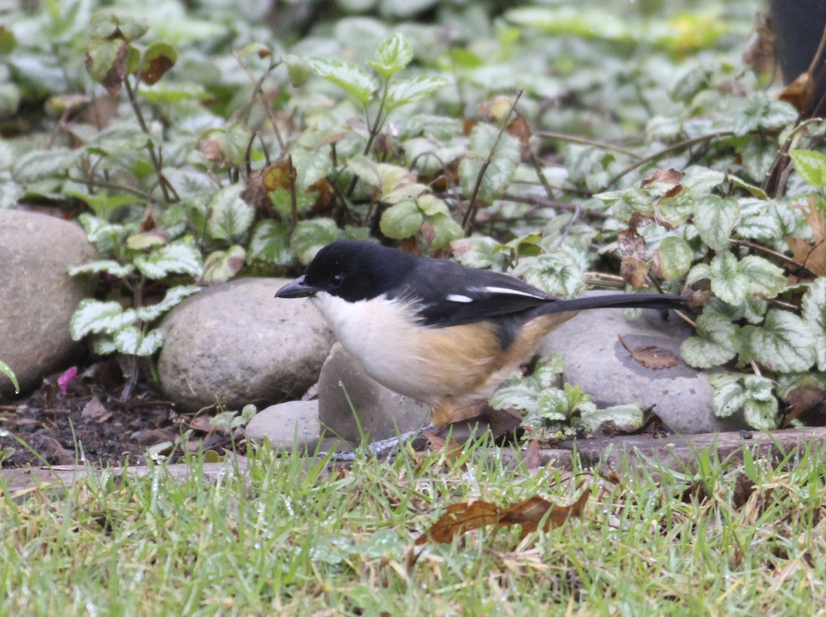 Southern Boubou - ML580772911