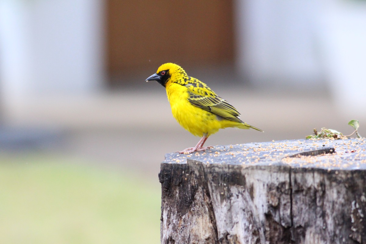 Village Weaver - ML580773651