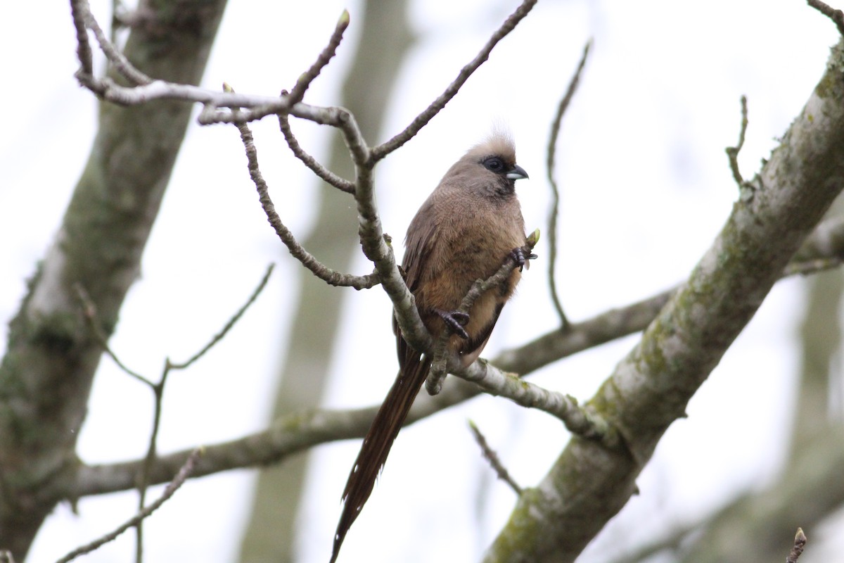 Pájaro Ratón Común - ML580774041