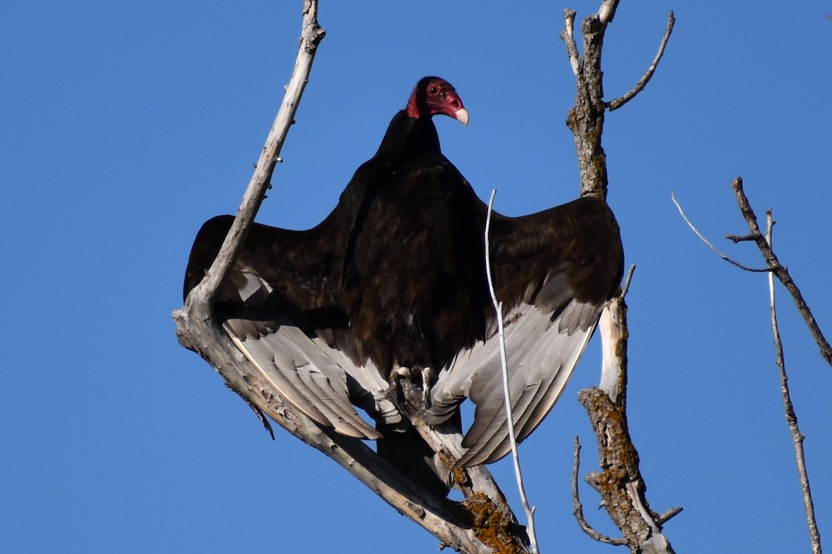 Turkey Vulture - ML580775451