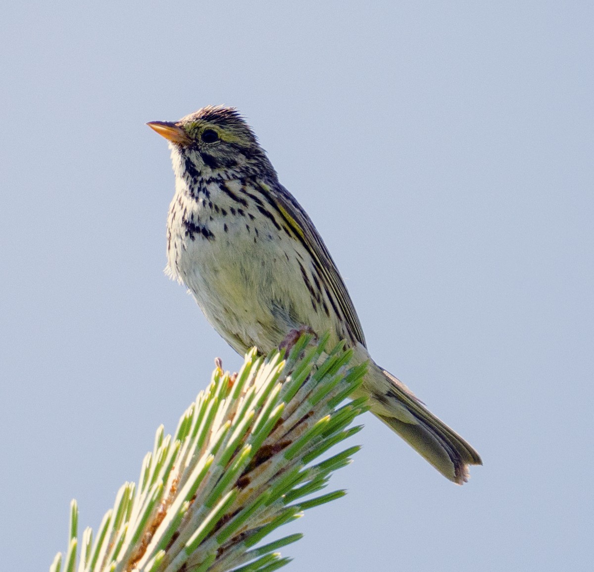 Savannah Sparrow - ML580776731