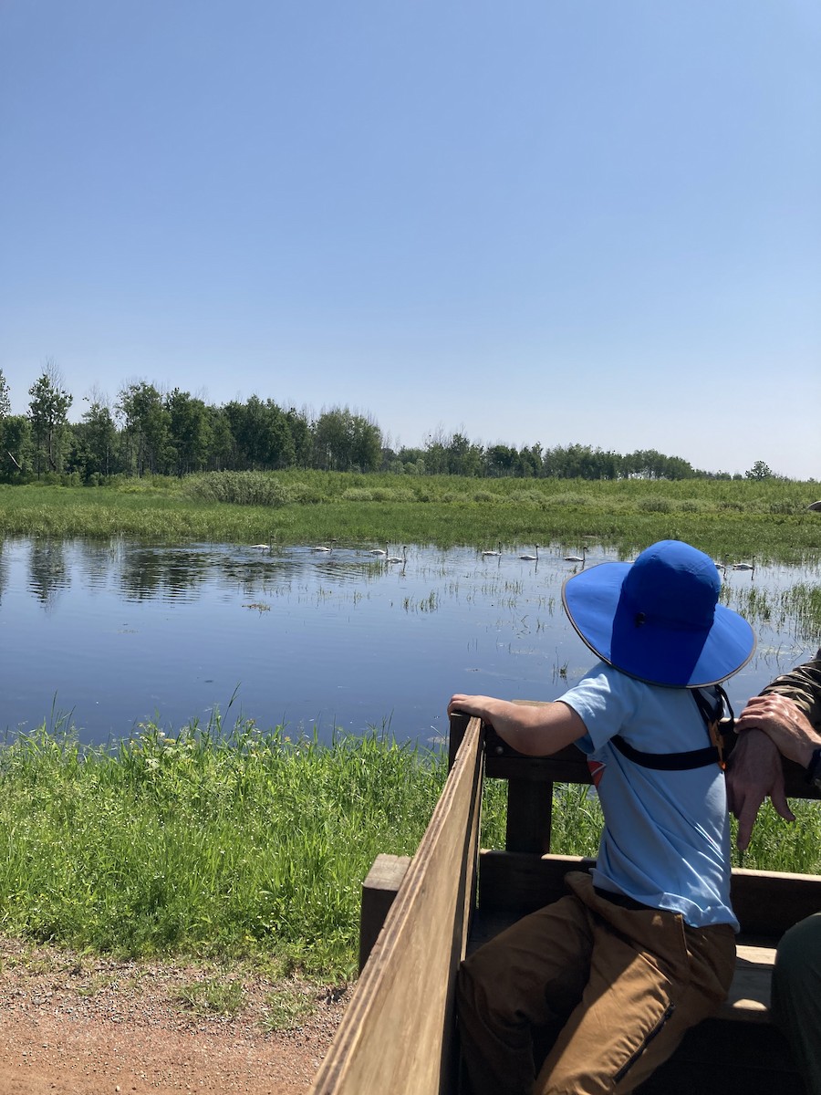 Whooper Swan - ML580777831